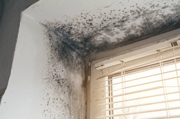 Affordable Mold Cleanup solutions in New Columbia, PA